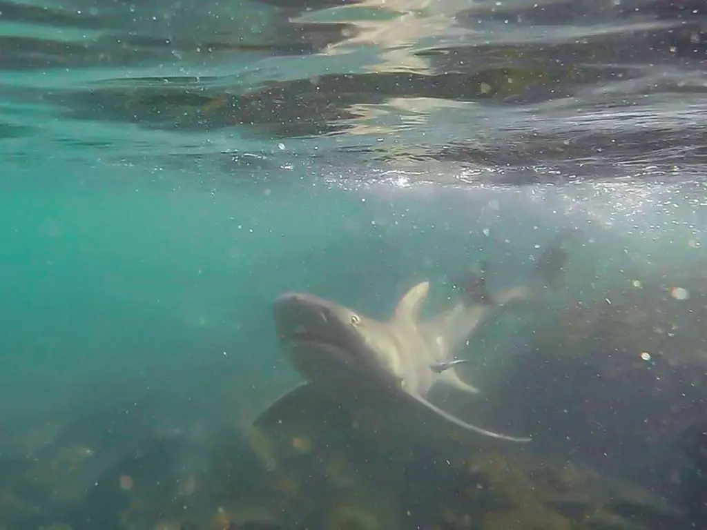Requin-citron faucille (Negaprion acutidens) photographié dans son milieu marin.