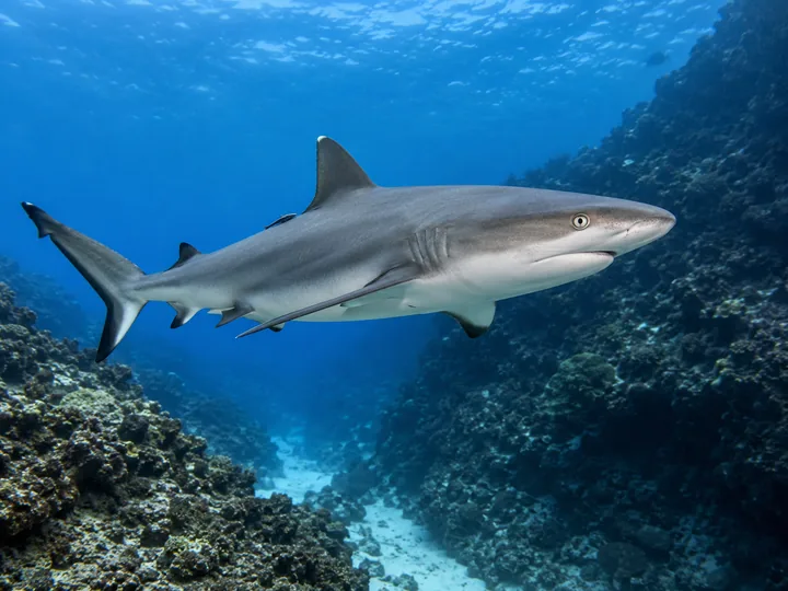 Un requin gris de récif traverse un canyon corallien.