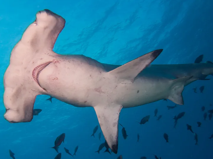 Un requin-marteau halicorne vu sous l’eau, depuis sa face ventrale.
