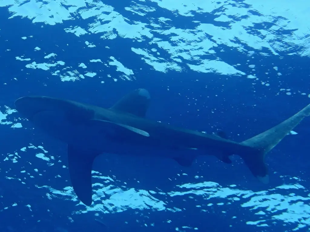 Requin océanique (Carcharhinus longimanus) photographié dans son milieu marin.