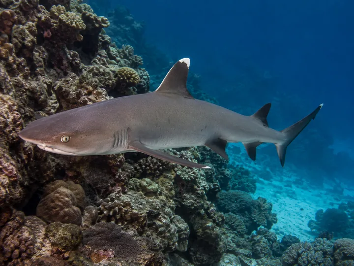 Un requin pointe blanche de récif longe un relief corallien.