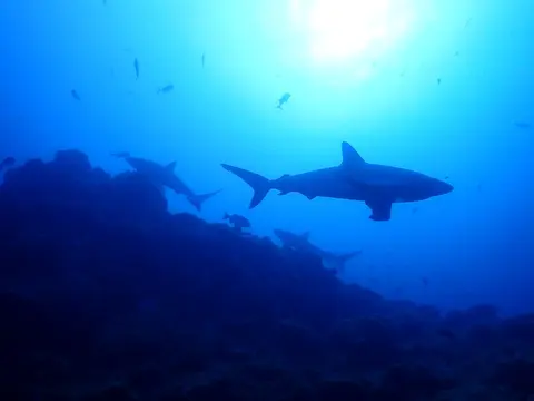 Requin à pointes blanches (Carcharhinus albimarginatus) photographié dans son milieu marin.