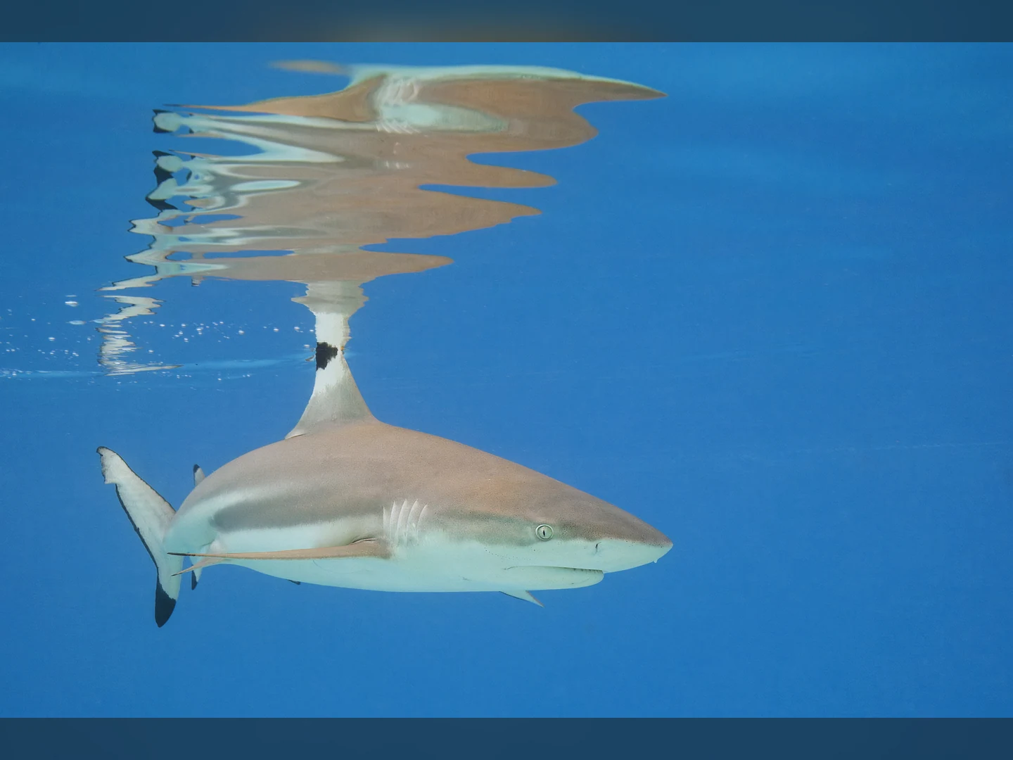 Requin à pointes noires de récif nageant près de la surface
