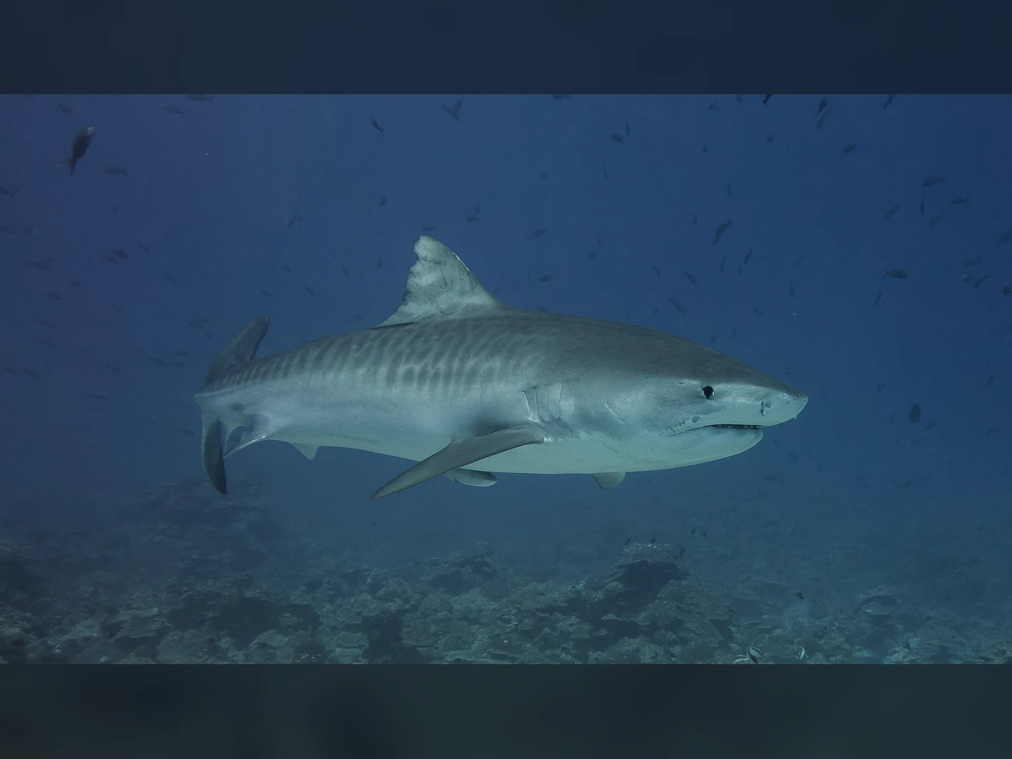 Requin-tigre nageant au-dessus d’un fond récifal