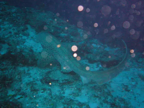 Requin-zèbre (Stegostoma tigrinum) photographié dans son milieu marin.