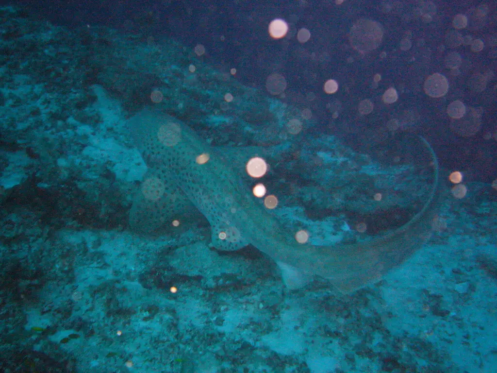 Requin-zèbre (Stegostoma tigrinum) photographié dans son milieu marin.