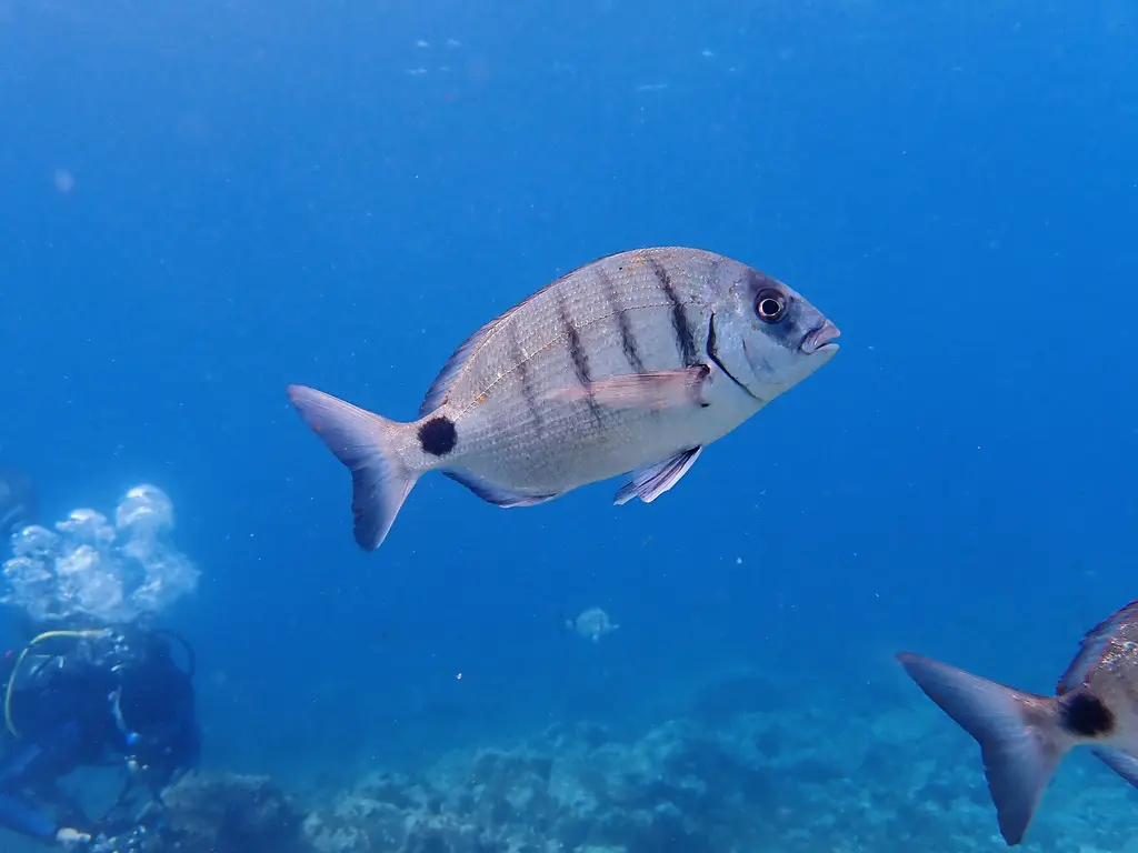 Sar commun (Diplodus sargus) photographié dans son milieu marin.
