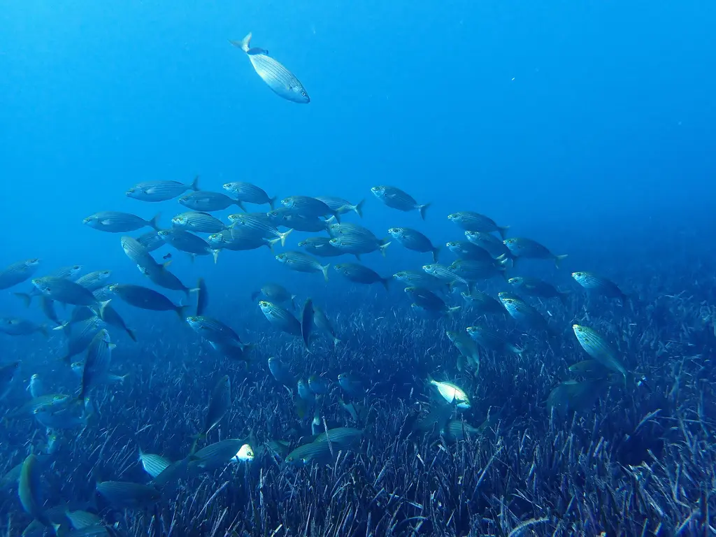 Saupe (Sarpa salpa) photographié dans son milieu marin.